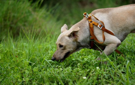 Dusty (Lab Cross Breed) 4 1/2 yrs, 31st Oct